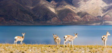 Tibetan gazelle